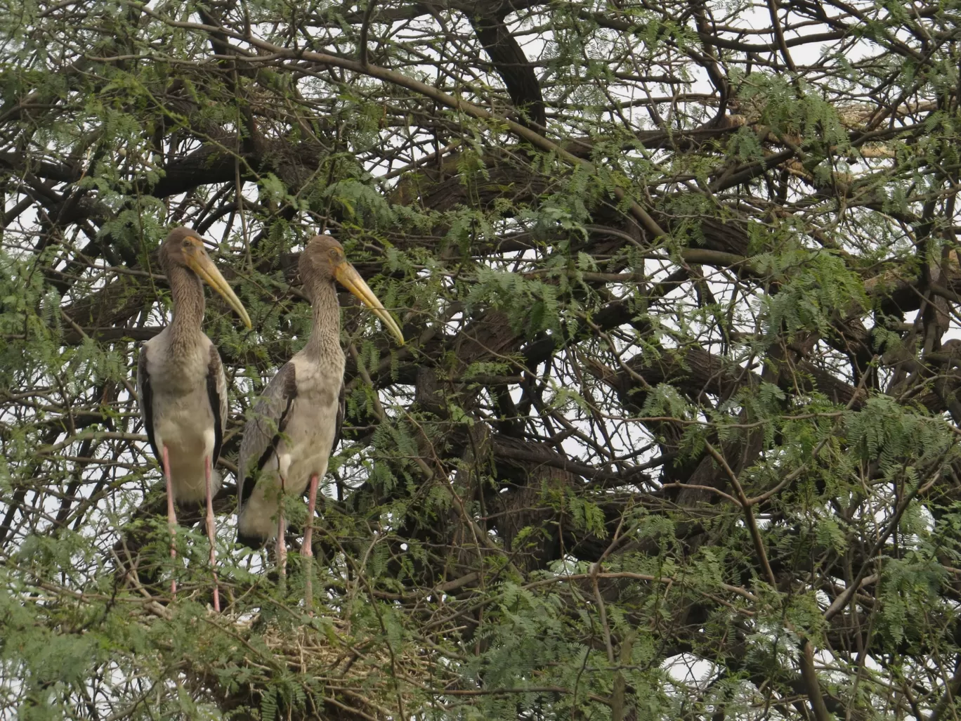 Photo of National Zoological Park By Nisha Bhakat