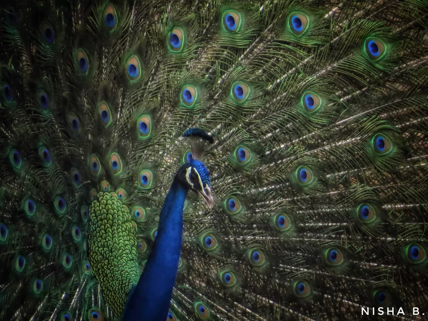 Photo of National Zoological Park By Nisha Bhakat
