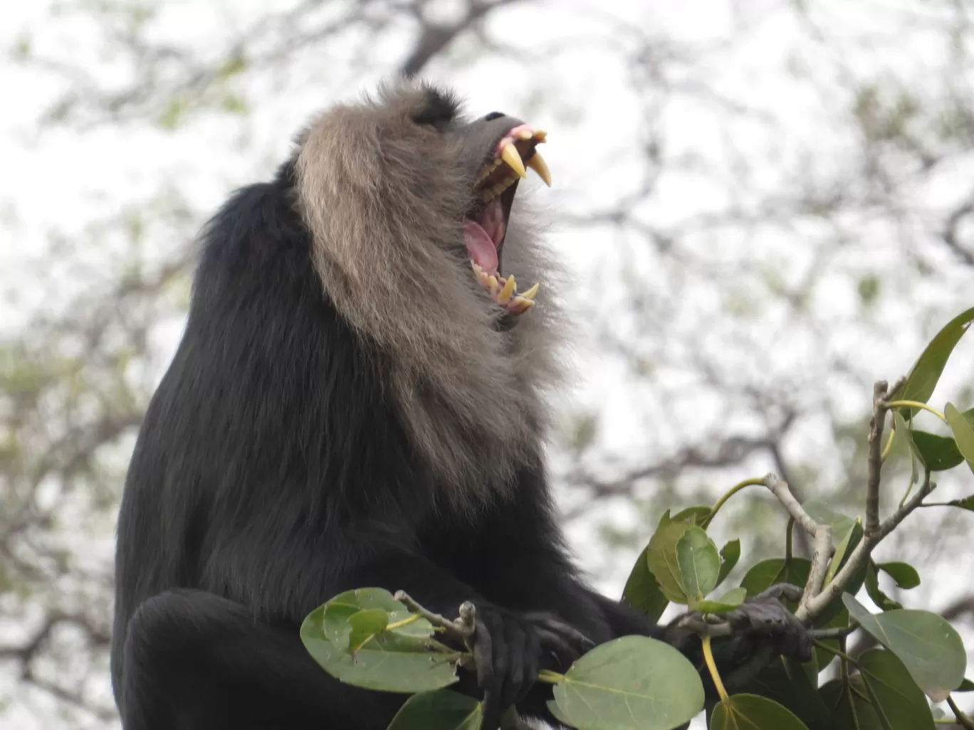 Photo of National Zoological Park By Nisha Bhakat