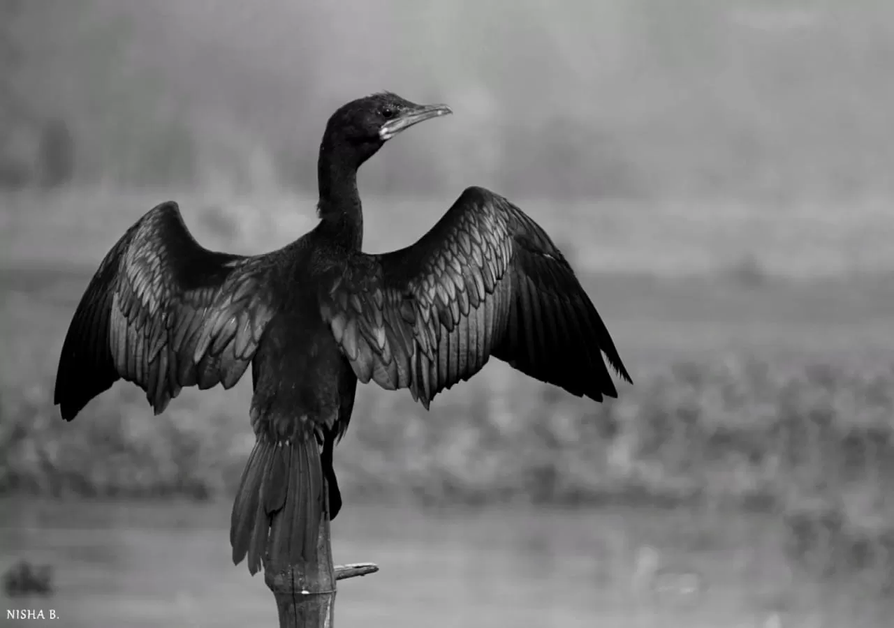 Photo of Purbasthali Bird Sanctuary By Nisha Bhakat