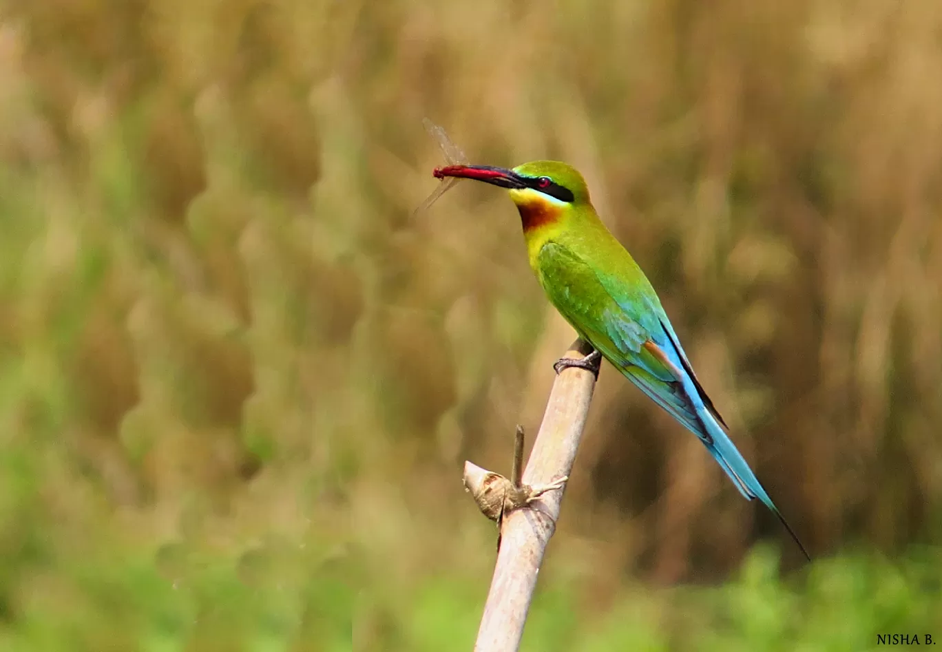 Photo of Purbasthali Bird Sanctuary By Nisha Bhakat