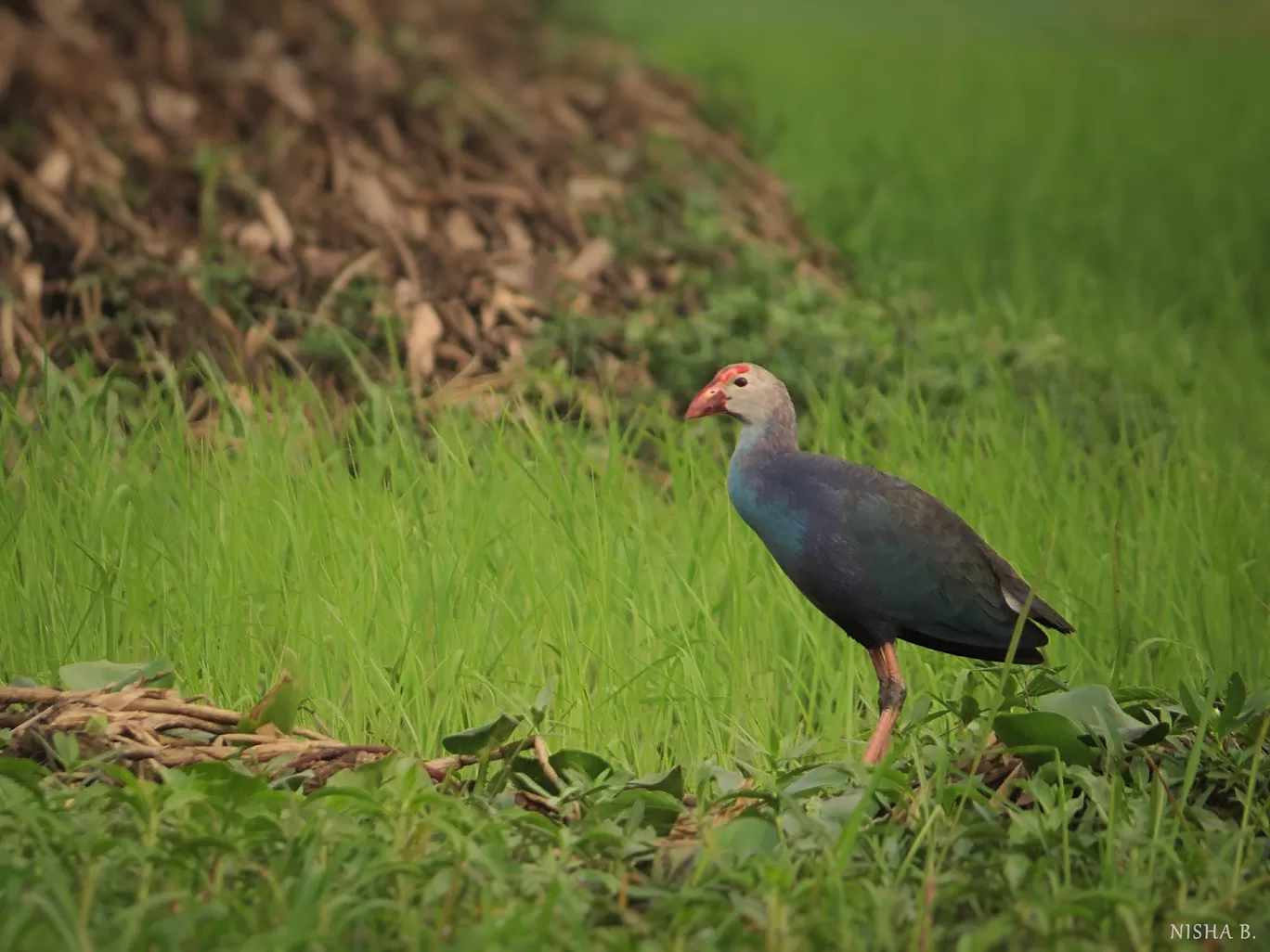 Photo of Purbasthali Bird Sanctuary By Nisha Bhakat