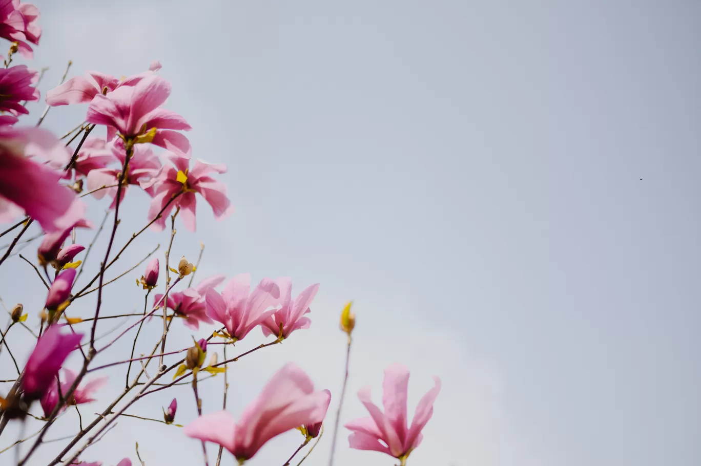 Photo of Tulip Garden By Pratiksha Mohanty