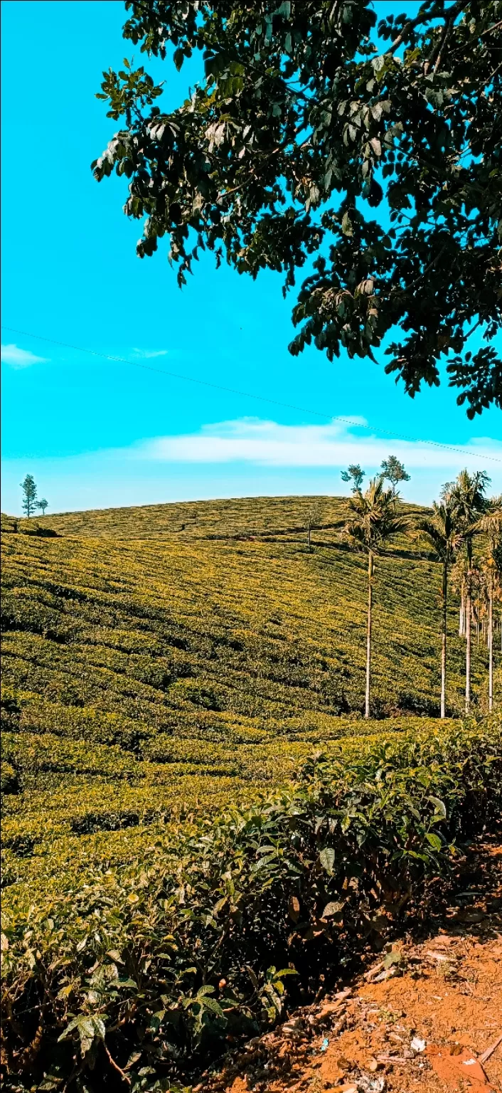 Photo of Munnar Hill Station By Deepesh dhonde