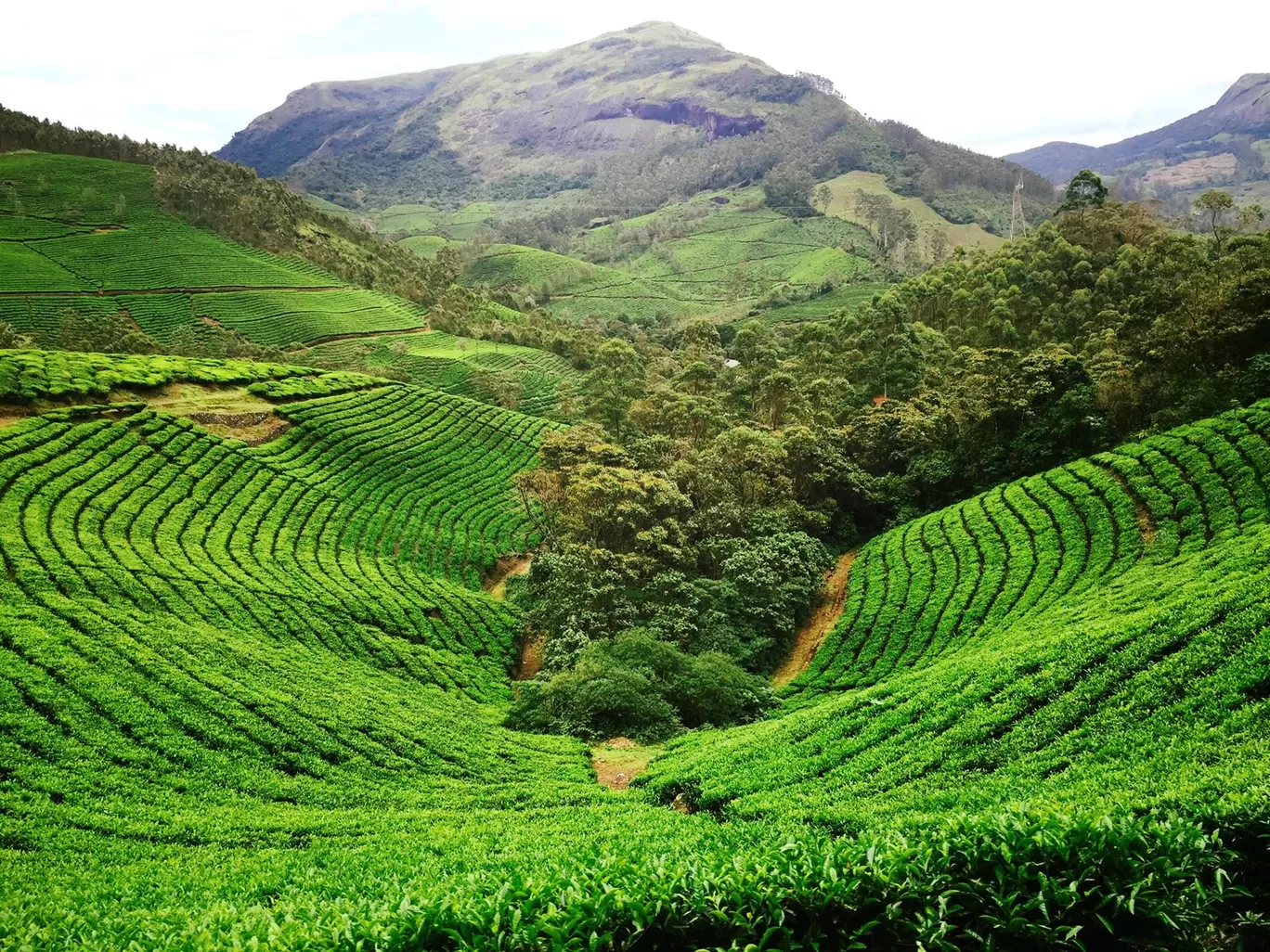 Photo of Munnar By Sandeep Rathi