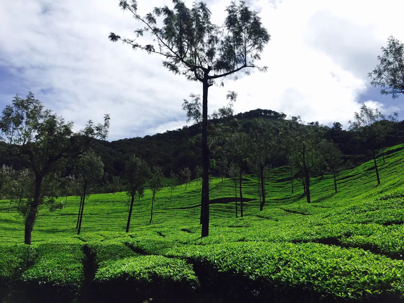 Photo of Munnar By Sandeep Rathi