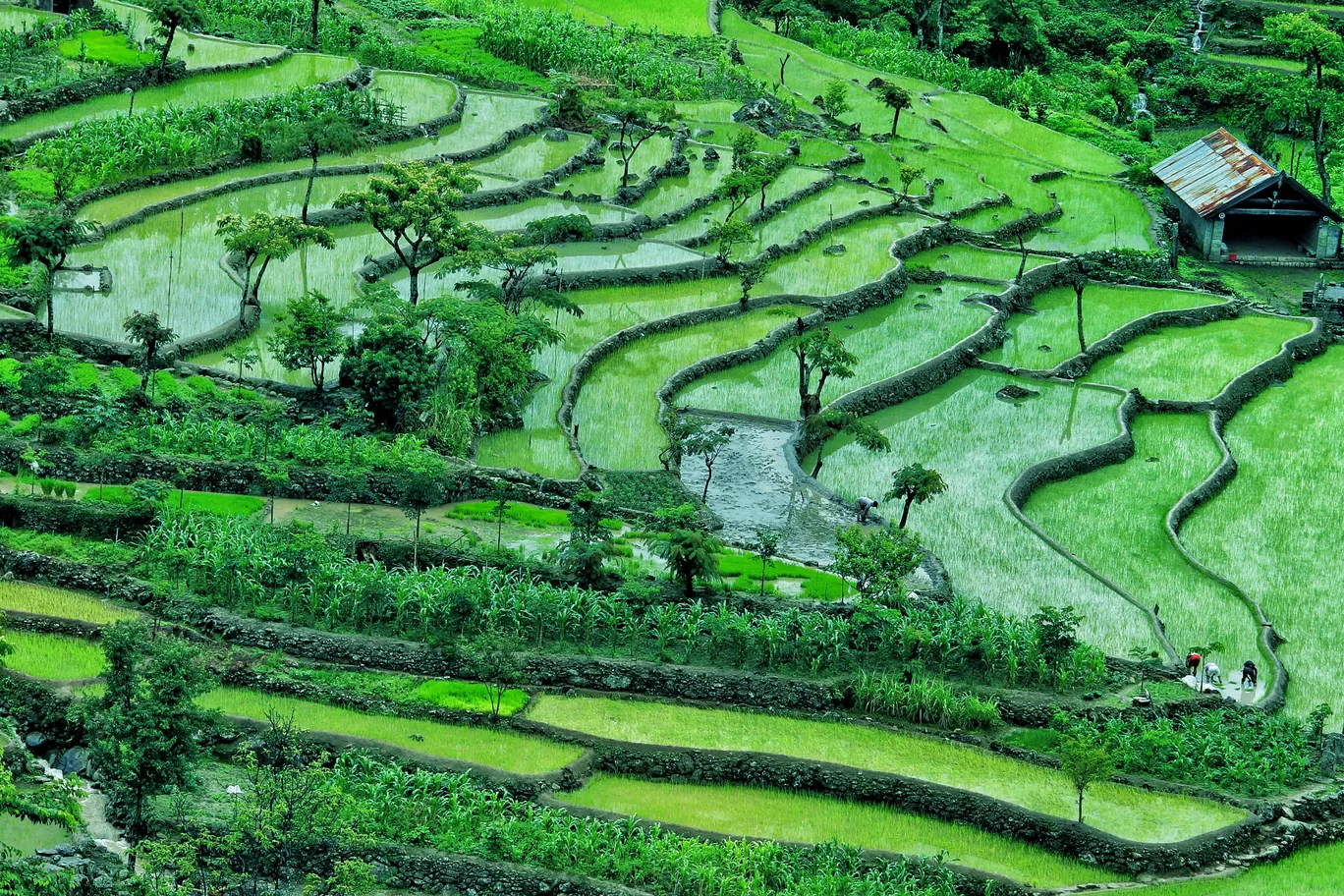 Photo of Khonoma By upasana kakati