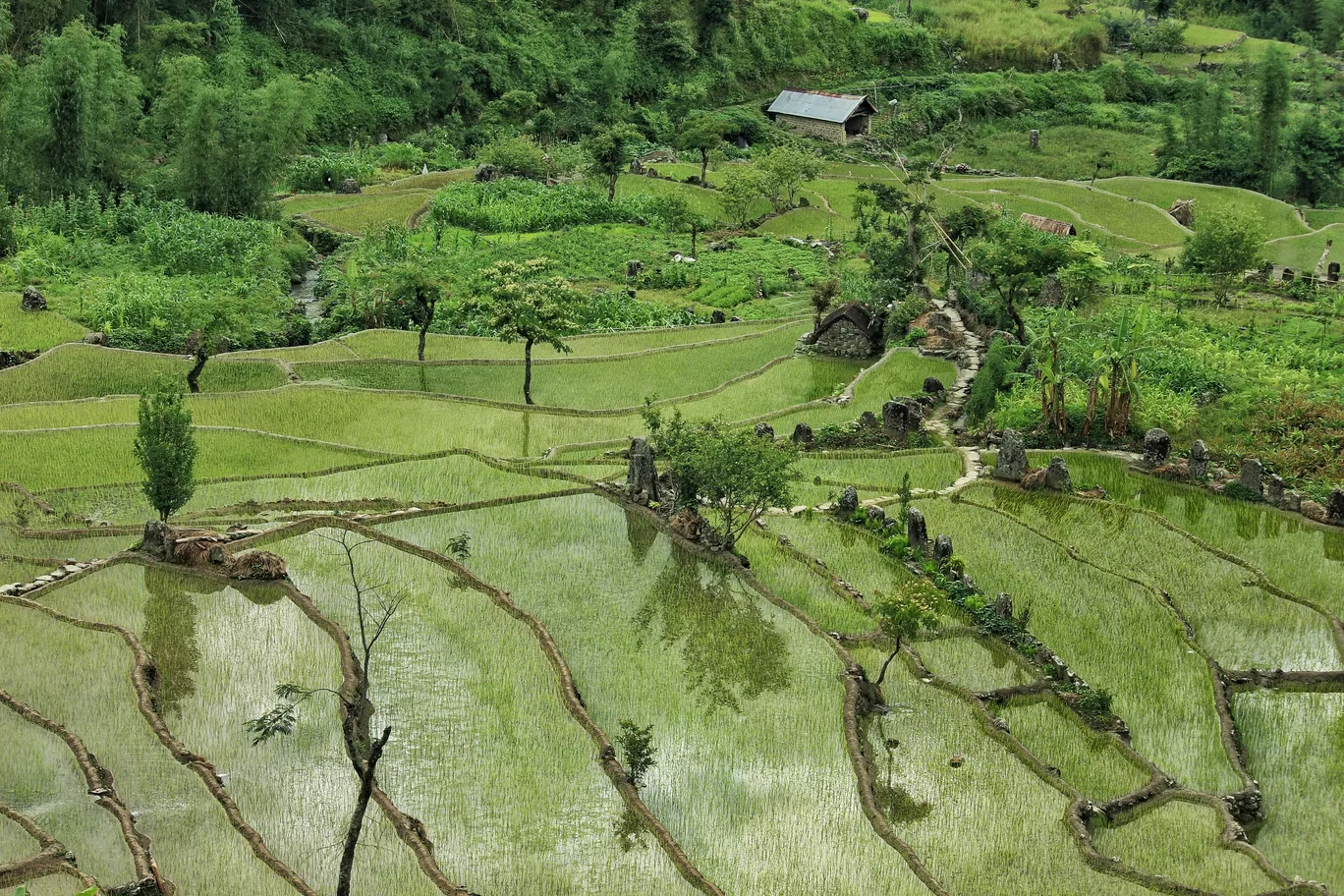 Photo of Khonoma By upasana kakati