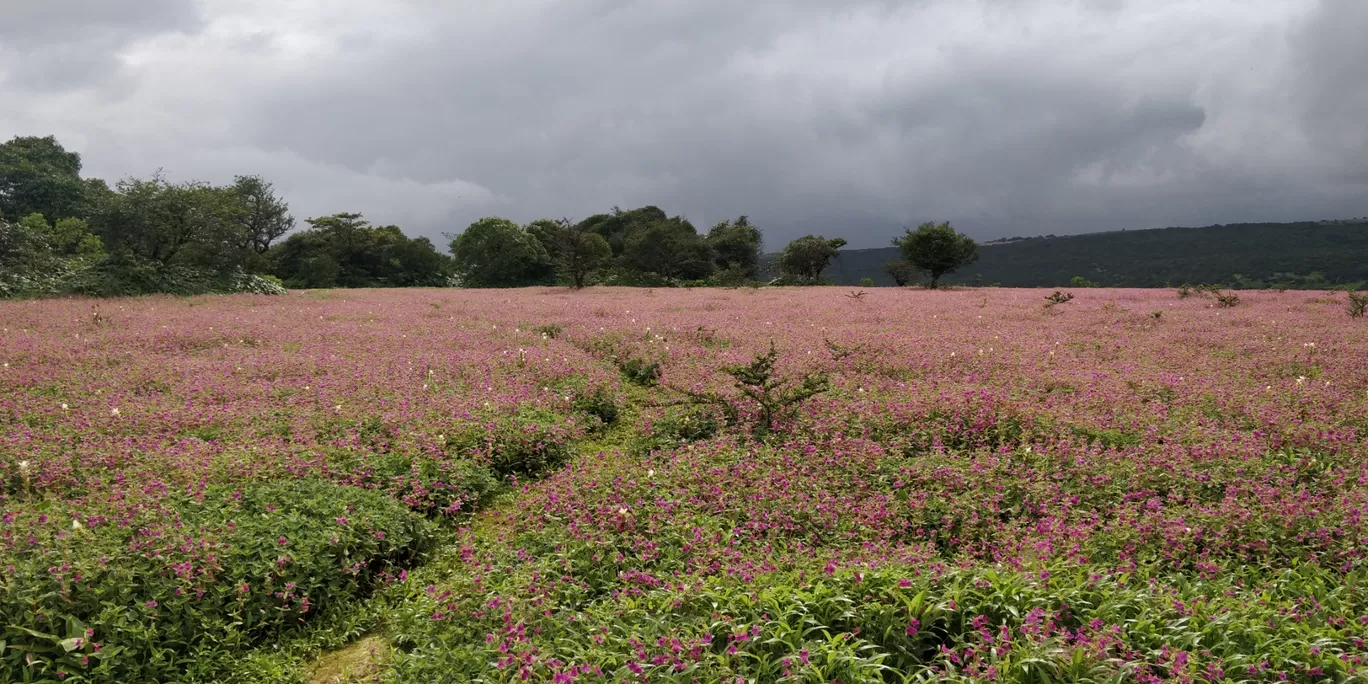 Photo of Kaas Plateau of Flowers By Vikash Nayak