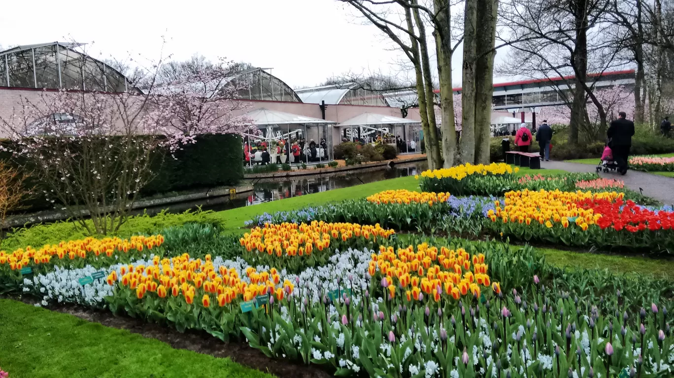 Photo of Keukenhof By Shreya Agarwal