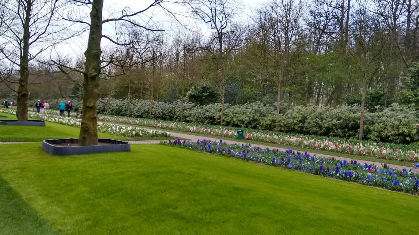 Photo of Keukenhof By Shreya Agarwal