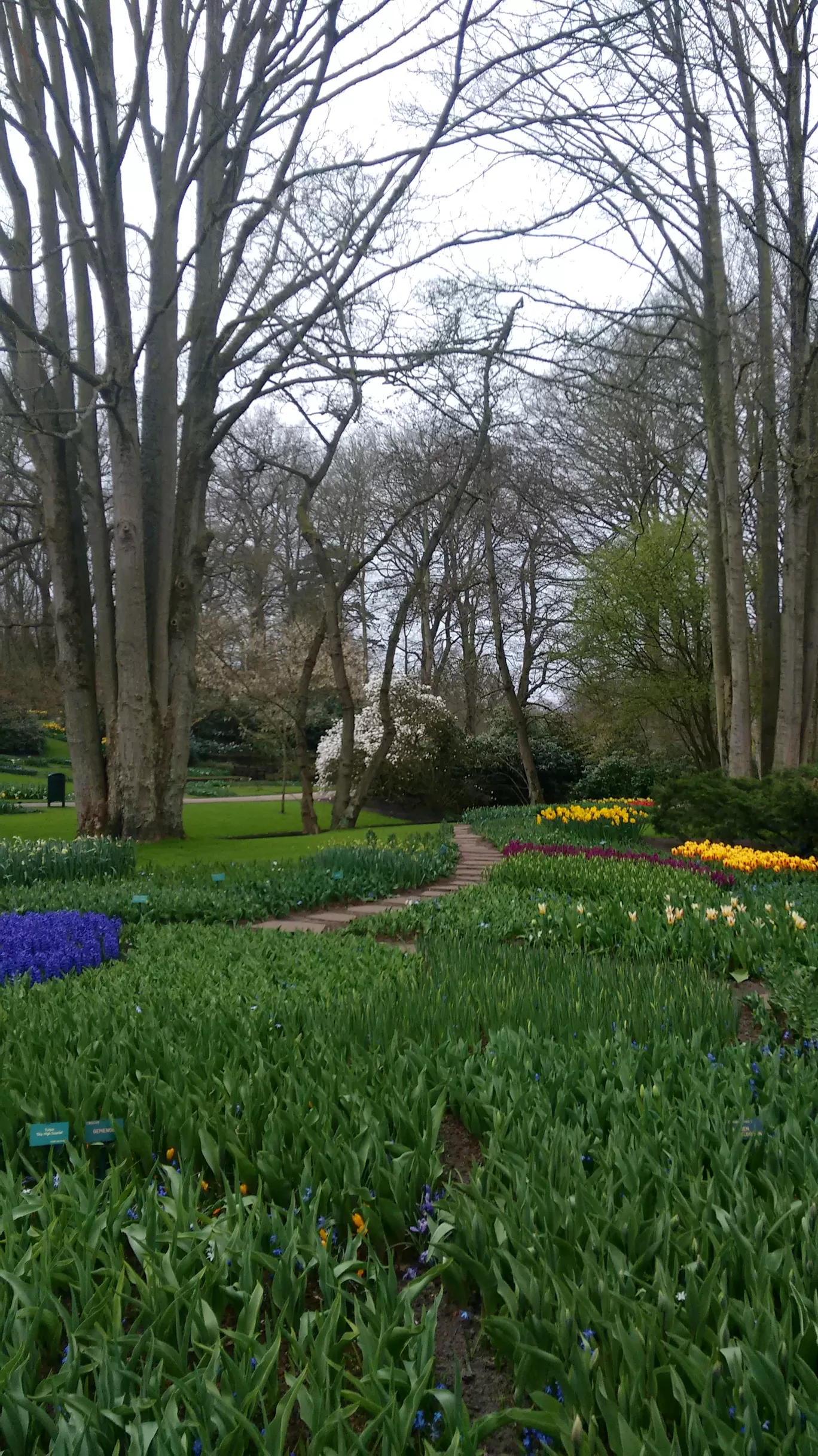 Photo of Keukenhof By Shreya Agarwal