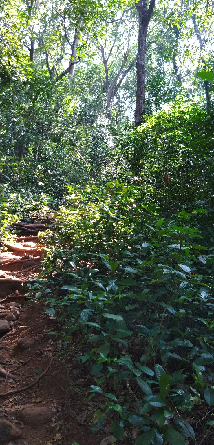 Photo of Kumara Parvatha view Point By Hitesh Prashanth