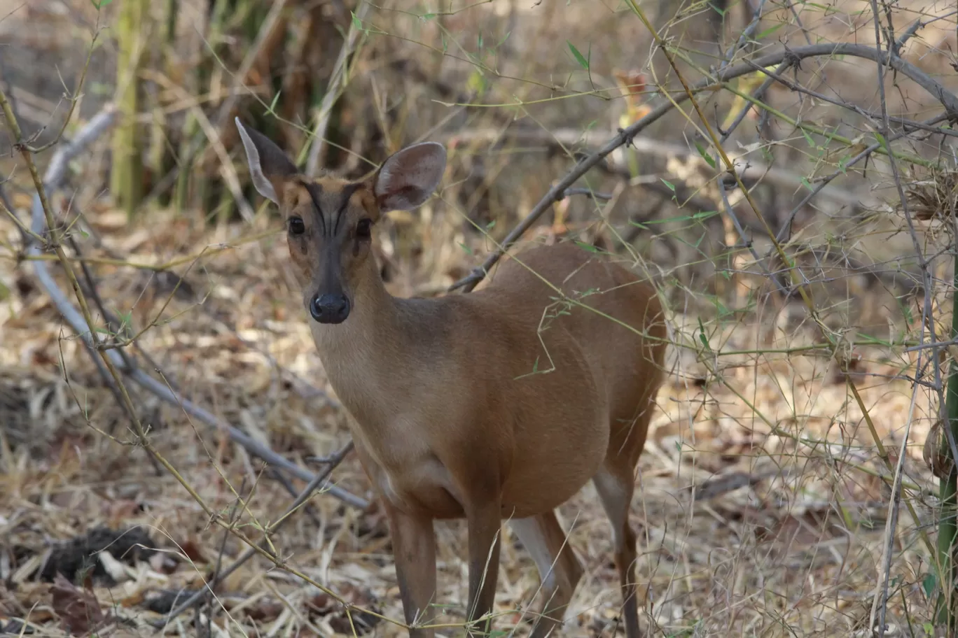Photo of Tadoba Andhari National Park By S.AHMED T11