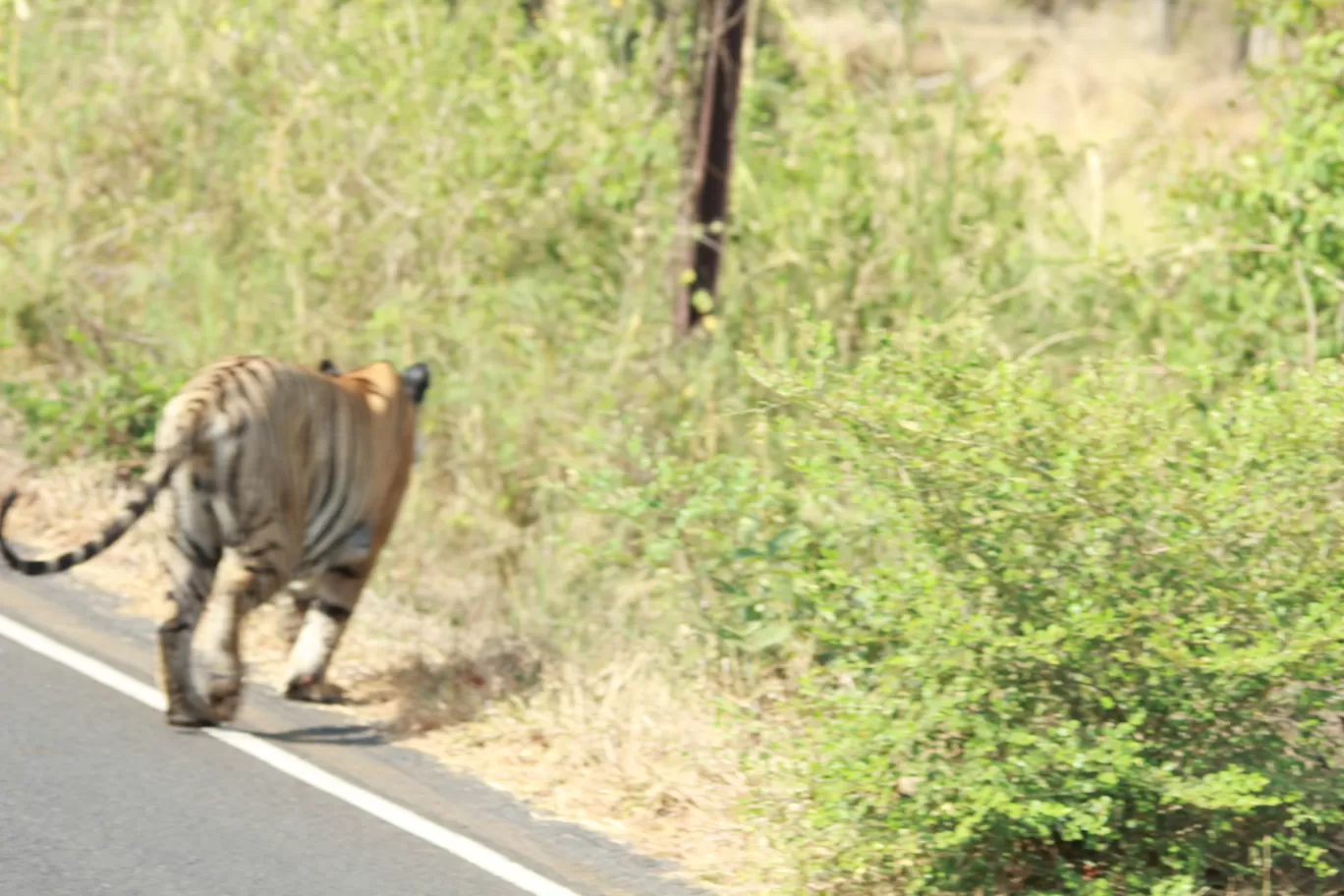 Photo of Tadoba Andhari National Park By S.AHMED T11