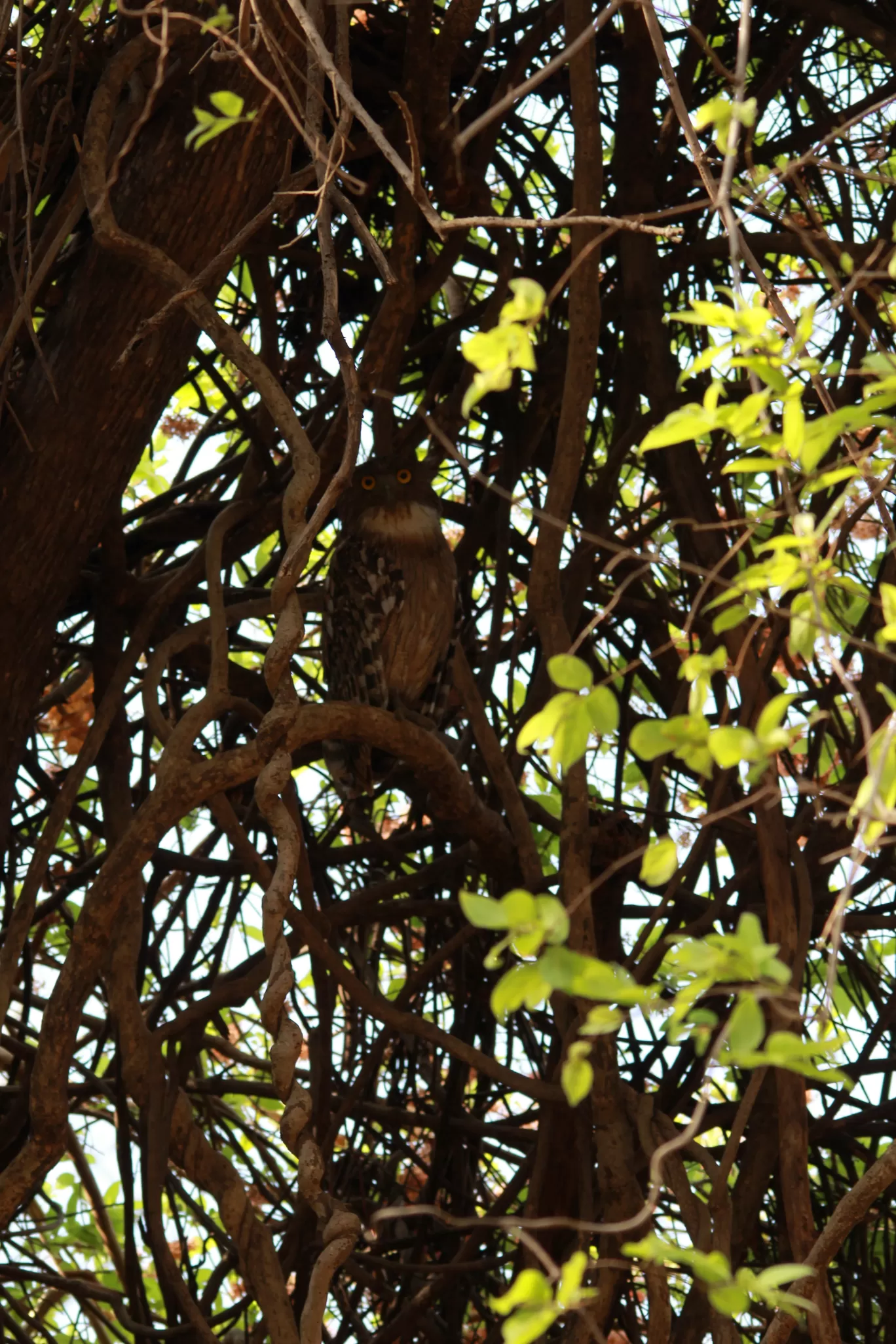 Photo of Tadoba Andhari National Park By S.AHMED T11
