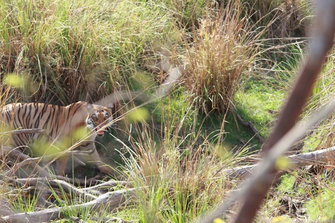 Photo of Tadoba Andhari National Park By S.AHMED T11