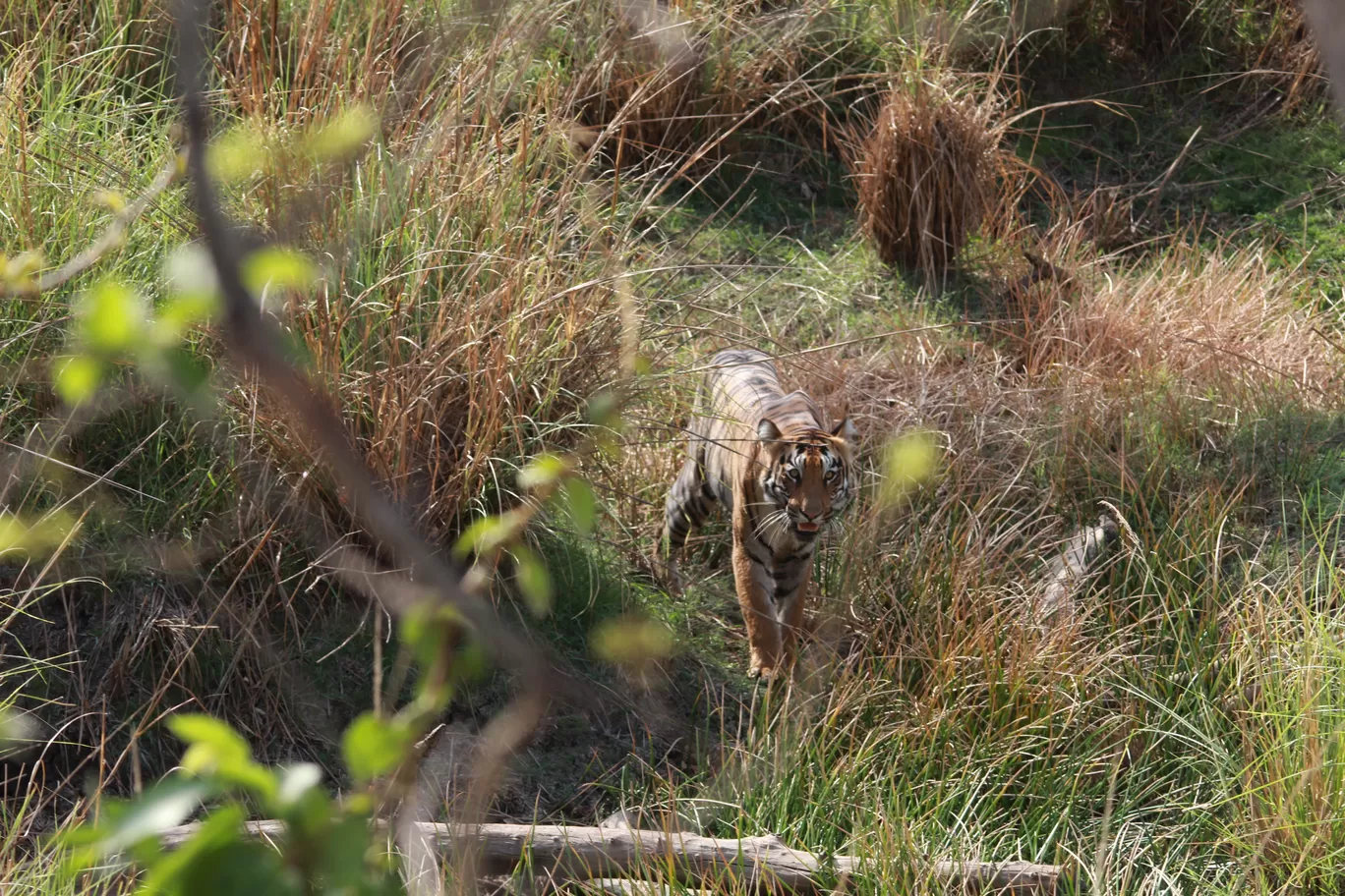 Photo of Tadoba Andhari National Park By S.AHMED T11