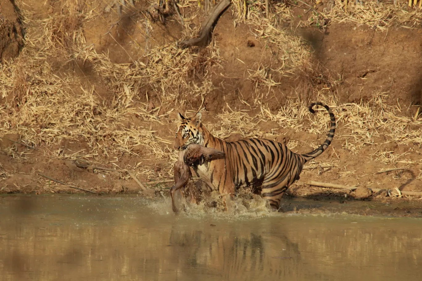 Photo of Tadoba Andhari National Park By S.AHMED T11