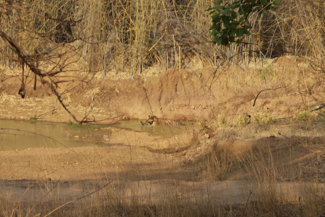 Photo of Tadoba Andhari National Park By S.AHMED T11