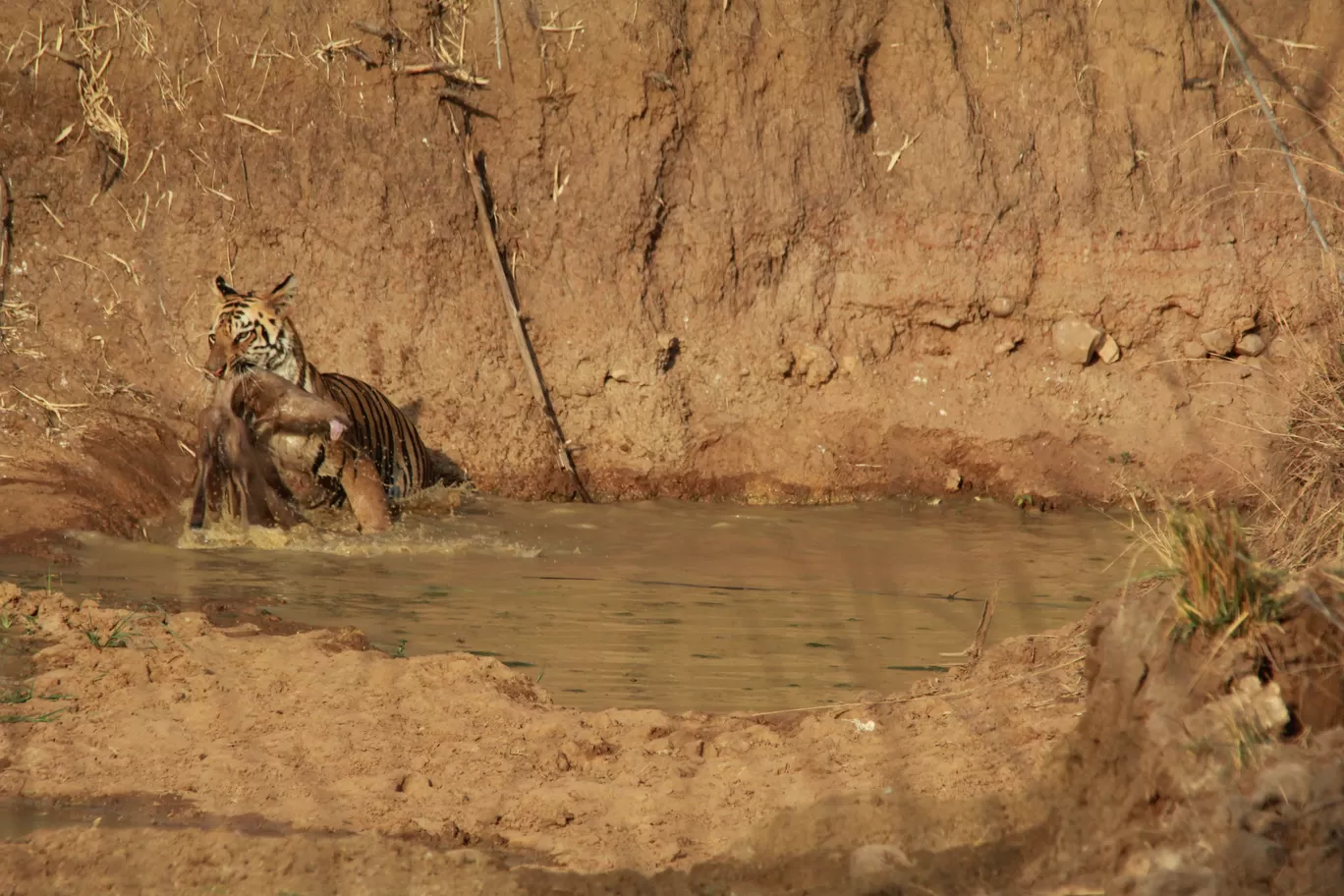 Photo of Tadoba Andhari National Park By S.AHMED T11