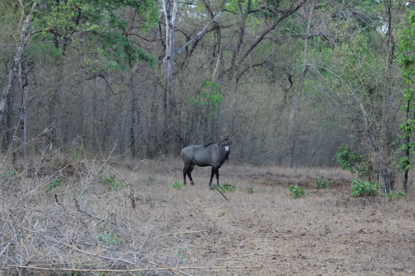 Photo of Tadoba Andhari National Park By S.AHMED T11