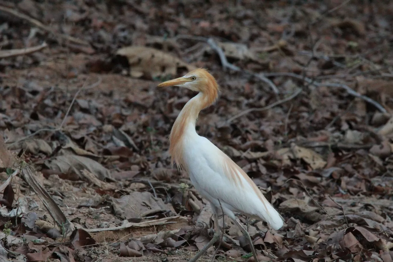 Photo of Tadoba Andhari National Park By S.AHMED T11