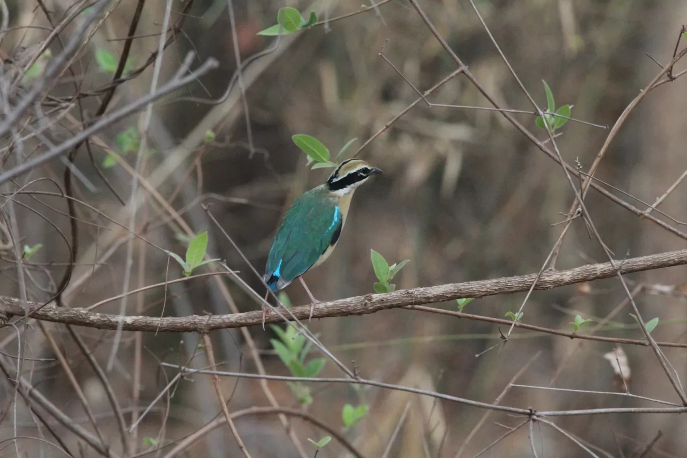 Photo of Tadoba Andhari National Park By S.AHMED T11