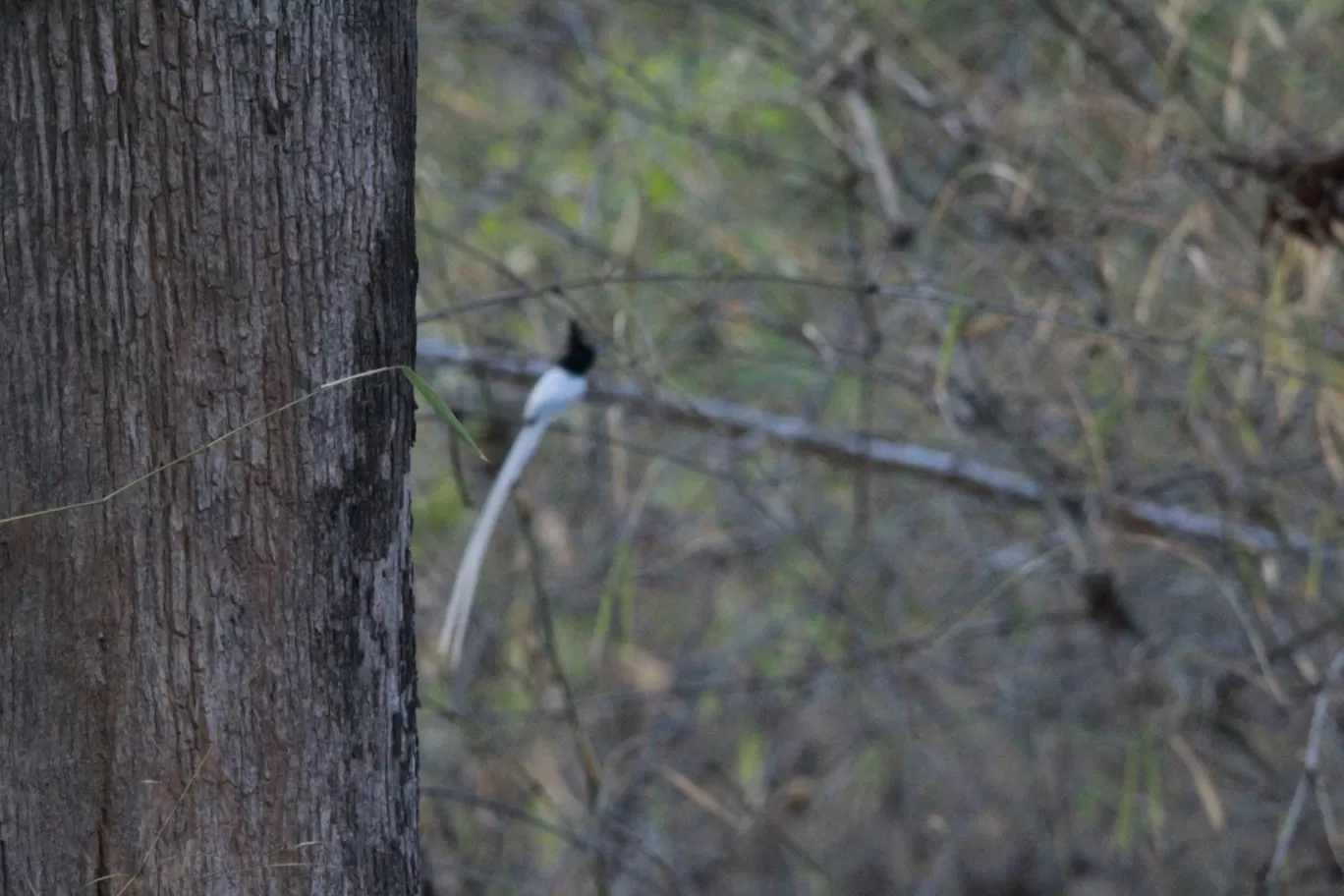 Photo of Tadoba Andhari National Park By S.AHMED T11