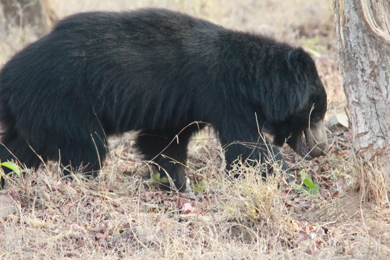 Photo of Tadoba Andhari National Park By S.AHMED T11