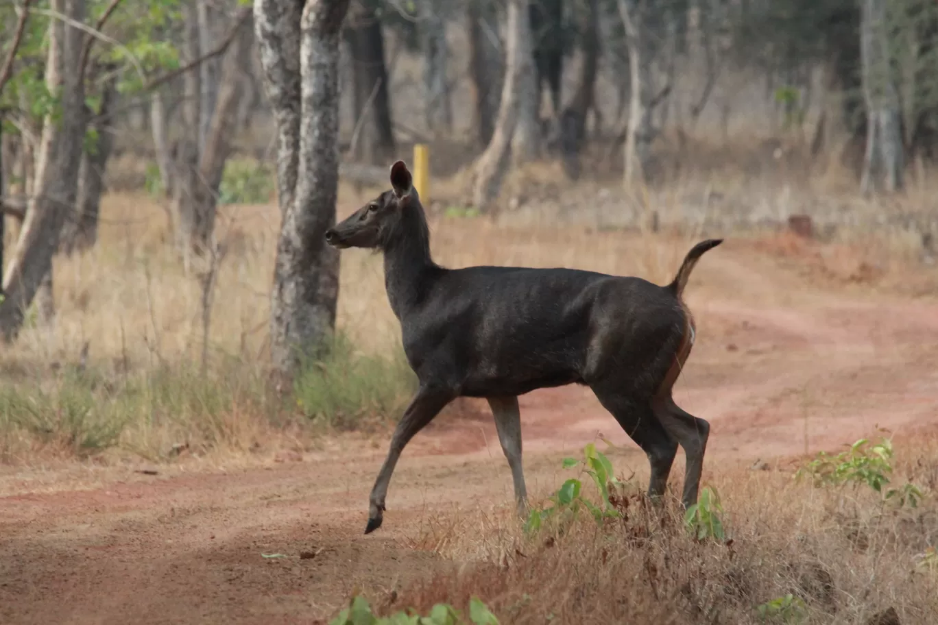 Photo of Tadoba Andhari National Park By S.AHMED T11