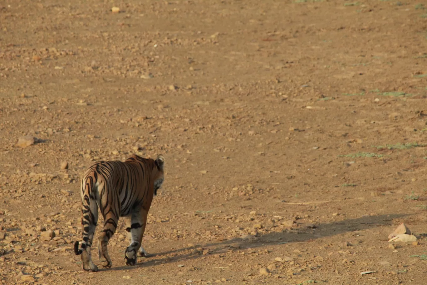 Photo of Tadoba Andhari National Park By S.AHMED T11