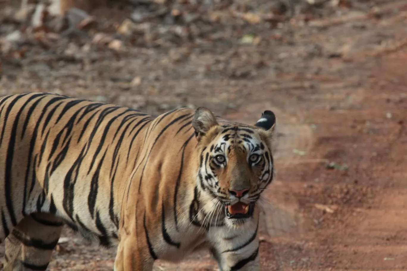 Photo of Tadoba Andhari National Park By S.AHMED T11