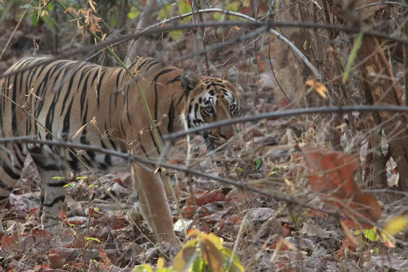 Photo of Tadoba Andhari National Park By S.AHMED T11