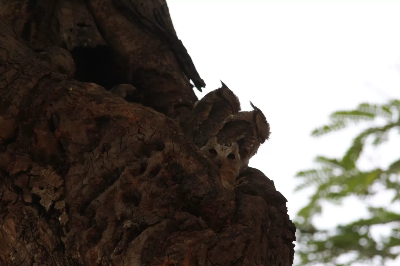 Photo of Tadoba Andhari National Park By S.AHMED T11