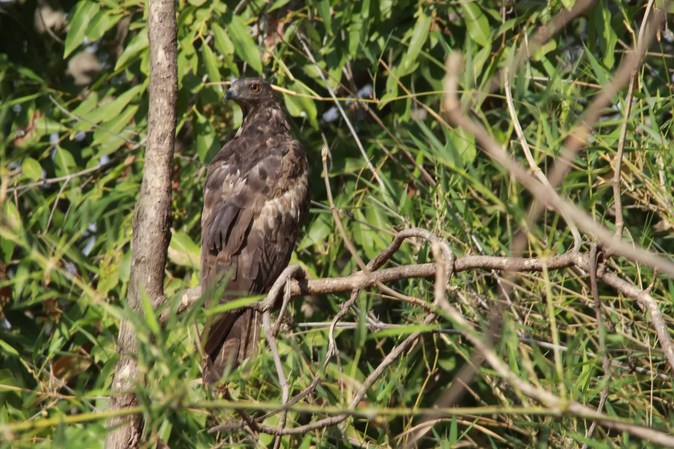 Photo of Tadoba Andhari National Park By S.AHMED T11