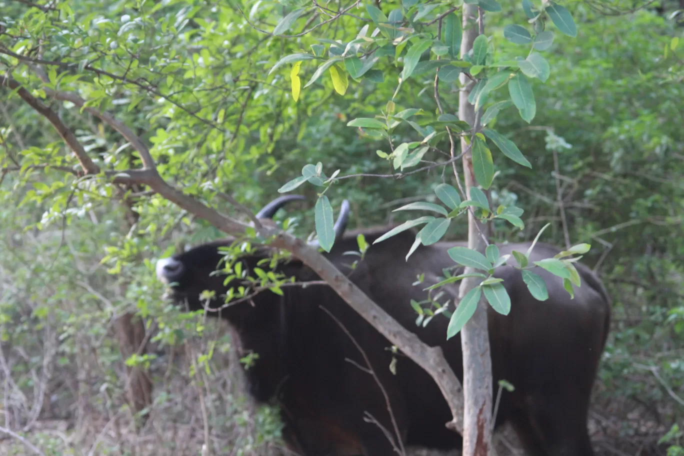 Photo of Tadoba Andhari National Park By S.AHMED T11