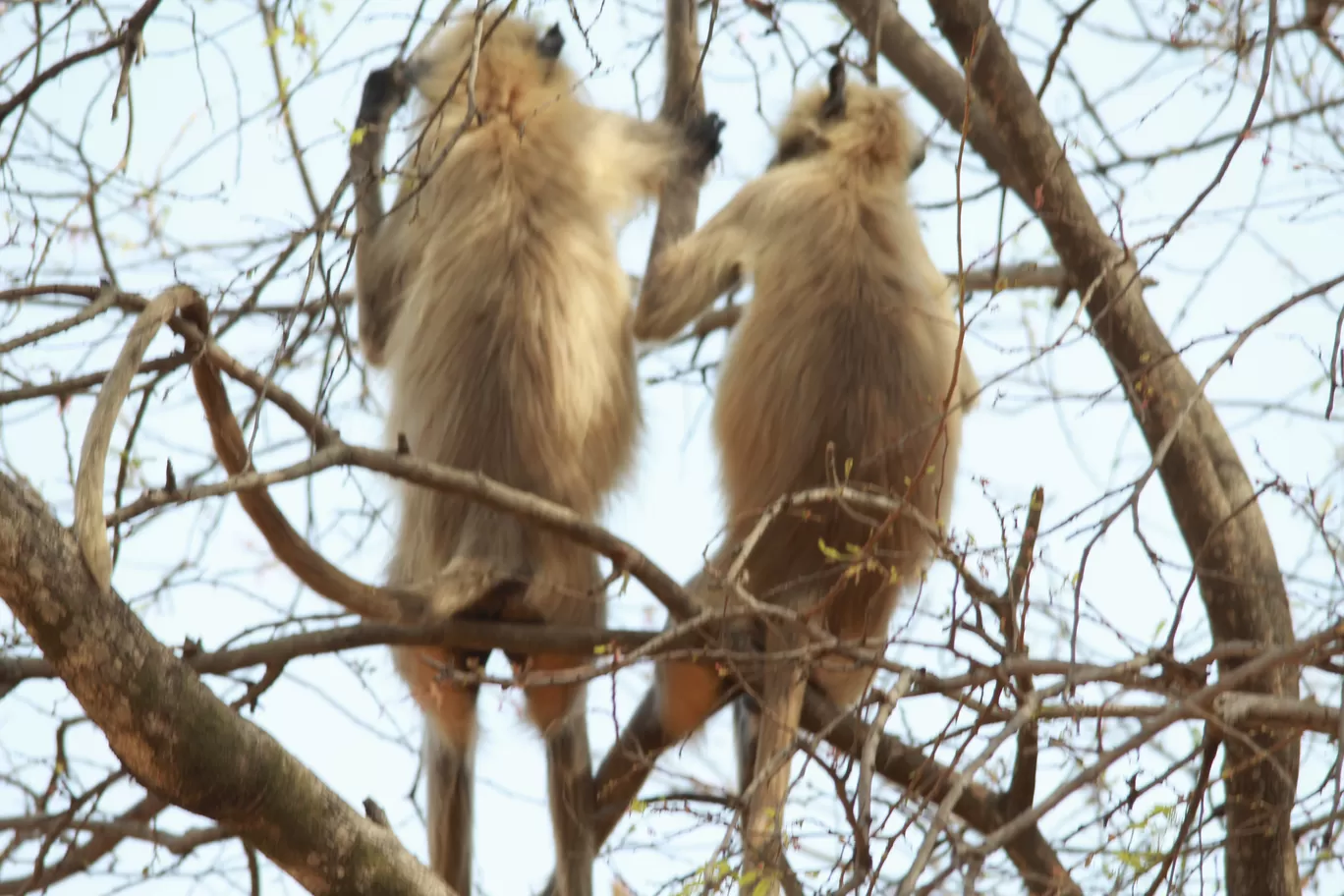 Photo of Tadoba Andhari National Park By S.AHMED T11