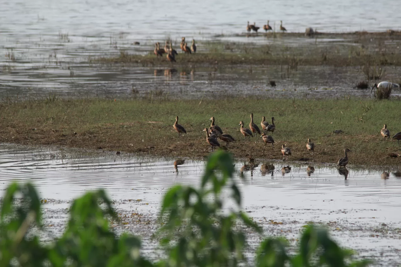 Photo of Tadoba Andhari National Park By S.AHMED T11