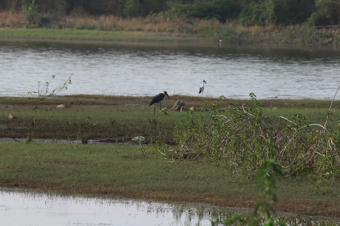 Photo of Tadoba Andhari National Park By S.AHMED T11