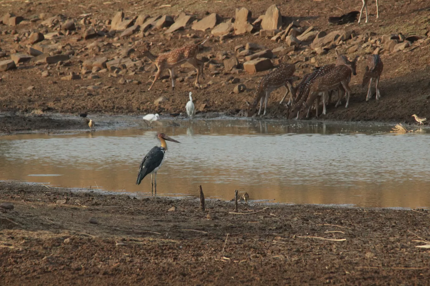 Photo of Tadoba Andhari National Park By S.AHMED T11