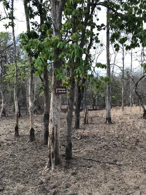 Photo of Bor Wildlife Sanctuary By S.AHMED T11