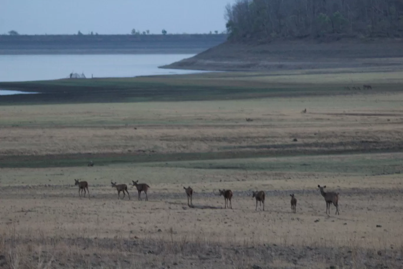 Photo of Bor Wildlife Sanctuary By S.AHMED T11