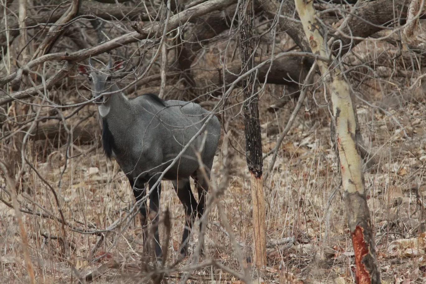 Photo of Bor Wildlife Sanctuary By S.AHMED T11