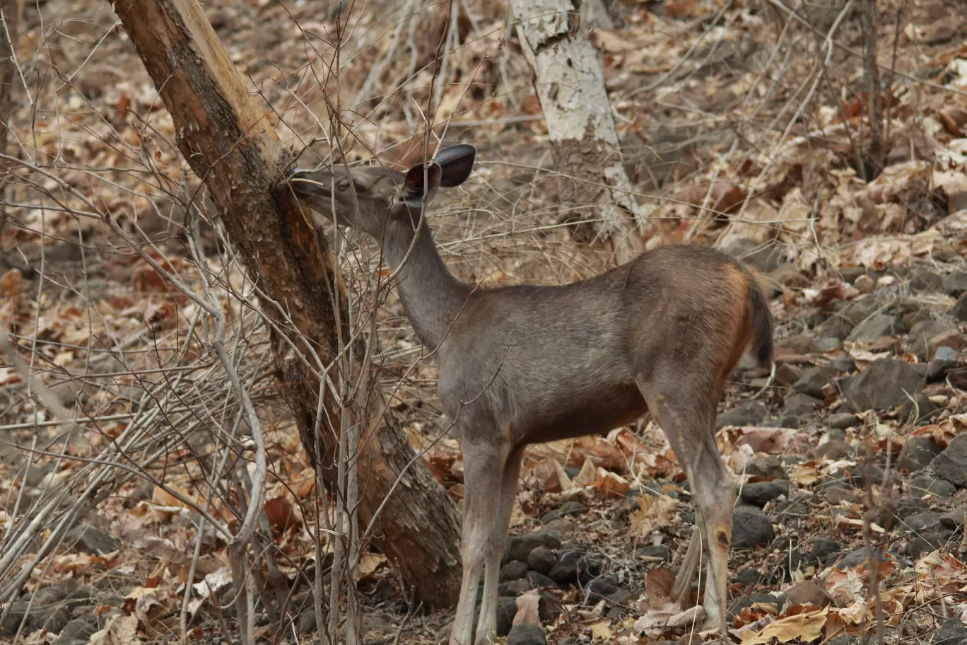 Photo of Bor Wildlife Sanctuary By S.AHMED T11