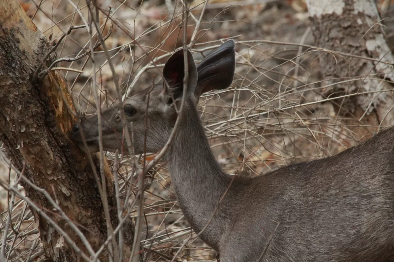 Photo of Bor Wildlife Sanctuary By S.AHMED T11