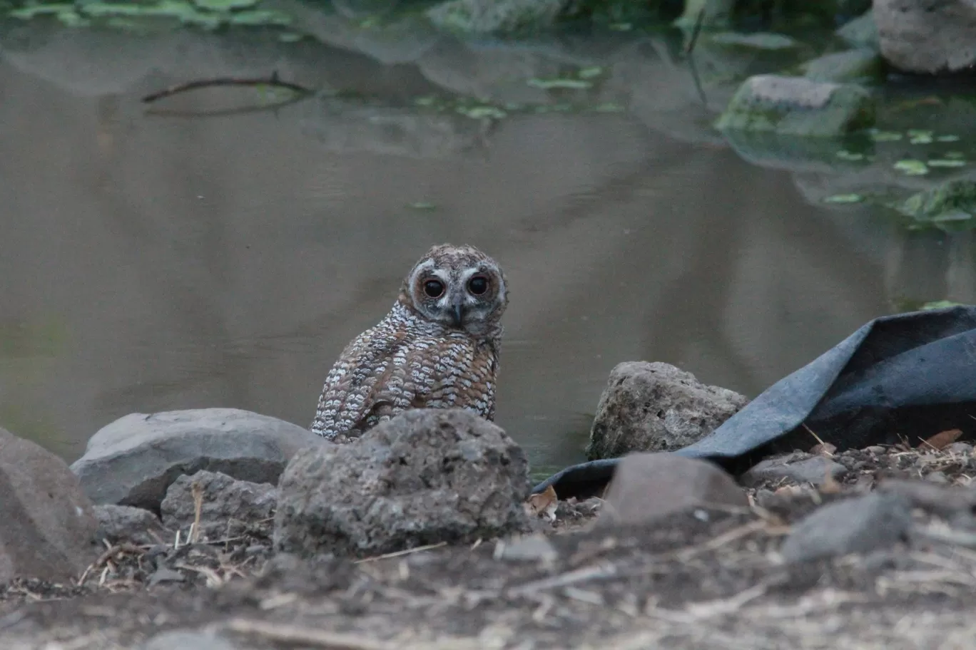 Photo of Bor Wildlife Sanctuary By S.AHMED T11