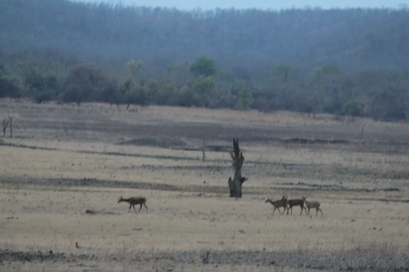 Photo of Bor Wildlife Sanctuary Interpretation Centre By S.AHMED T11