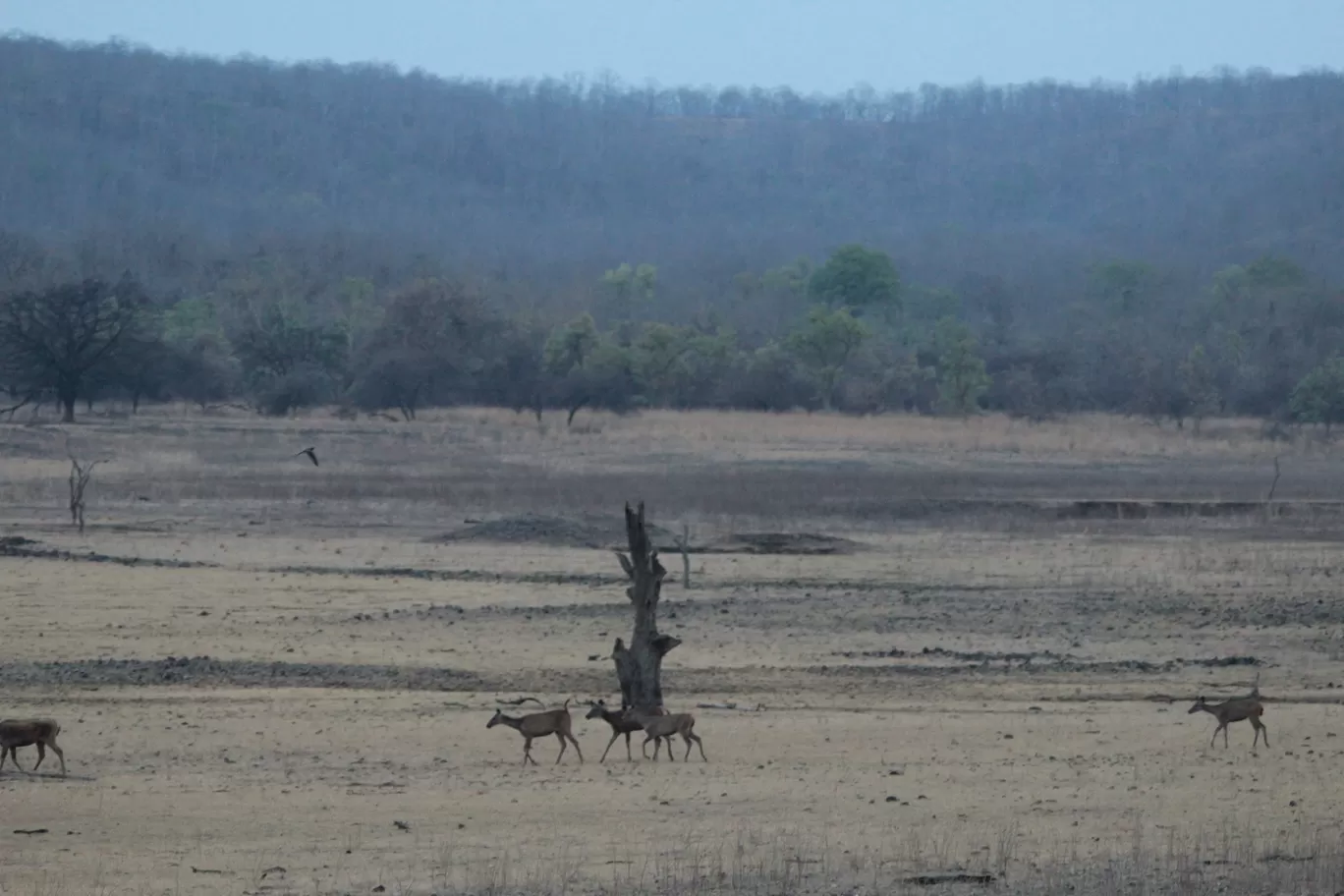 Photo of Bor Wildlife Sanctuary Interpretation Centre By S.AHMED T11