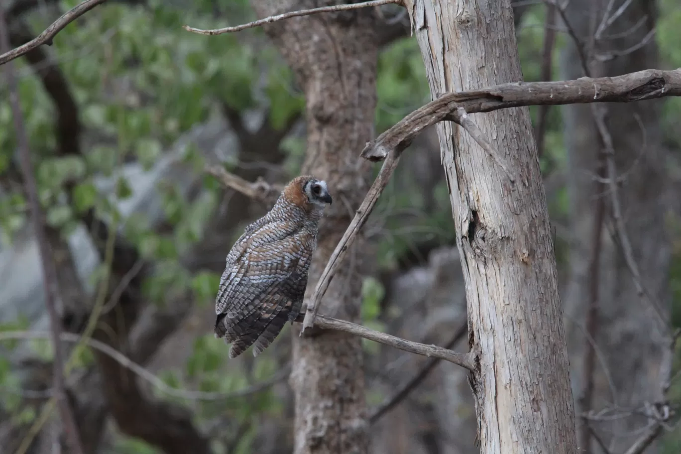 Photo of Bor Wildlife Sanctuary Interpretation Centre By S.AHMED T11